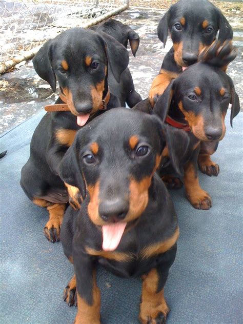 Purebred Doberman puppies from Pradadobes